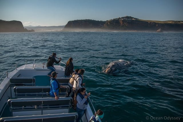 whale-watching-knysna-close-encounter-experience-ocean-odyssey_1